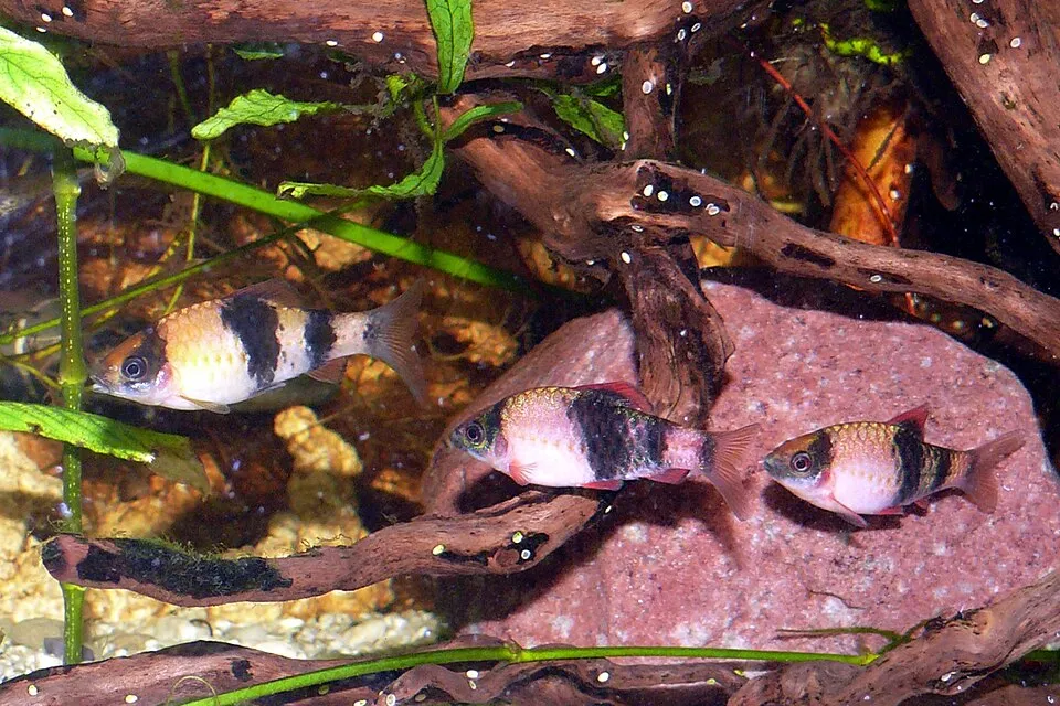 Melon Barb (Haludaria fasciata)
