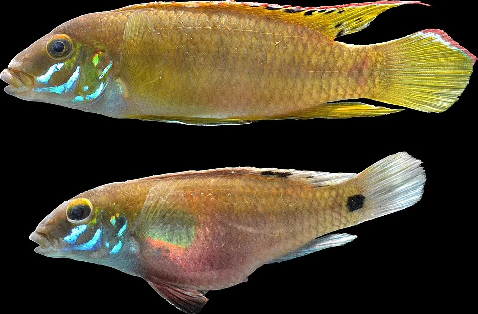 Yellow Kribensis (Pelvicachromis humilis)