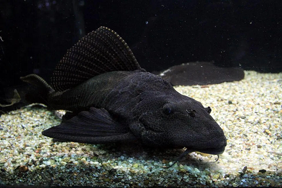 Leopard sailfin pleco (Pterygoplichthys gibbiceps)