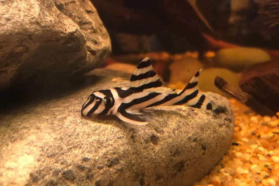 Zebra pleco (Hypancistrus zebra)