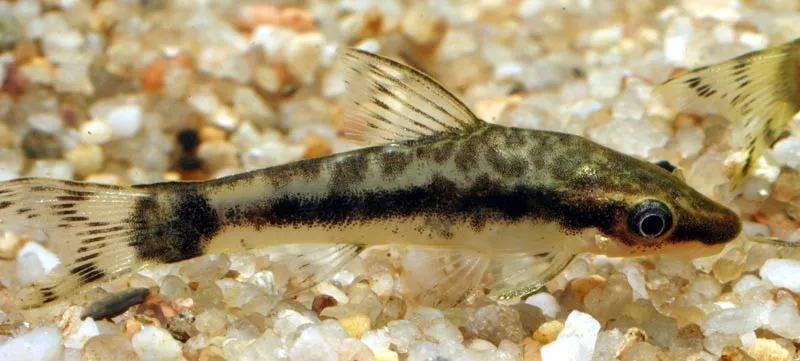 Golden dwarf sucker (Otocinclus macrospilus)
