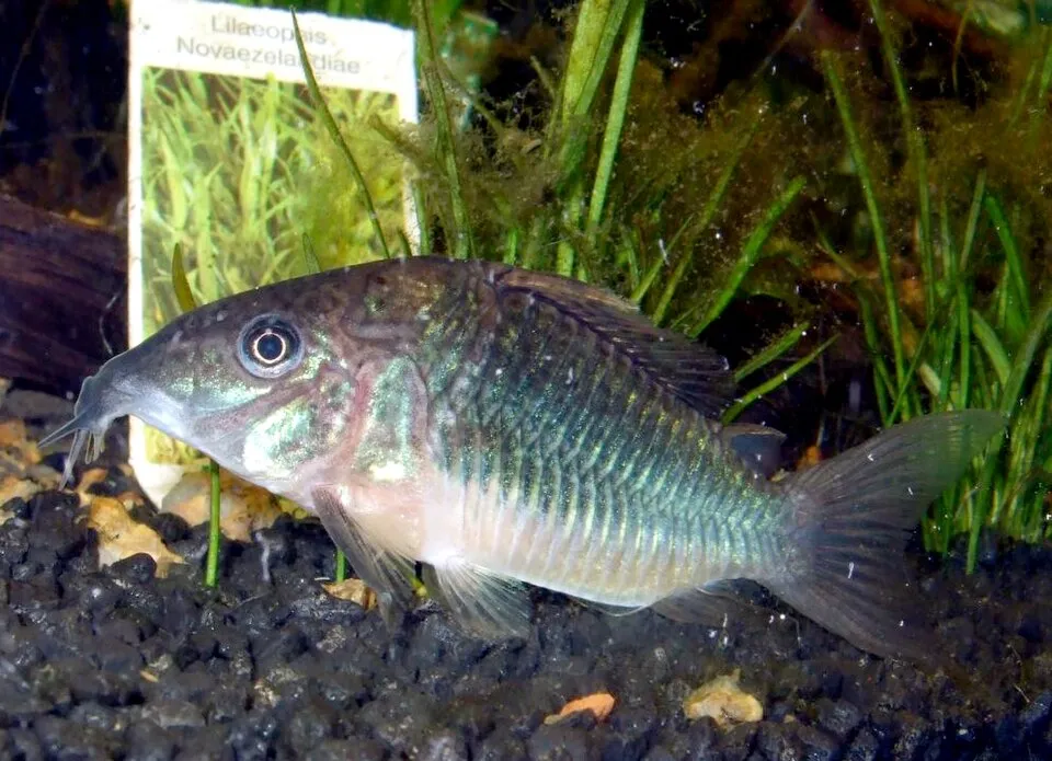 Emerald catfish (Corydoras splendens)