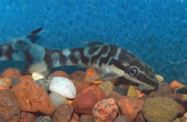 Zebra dwarf sucker (Otocinclus cocama)