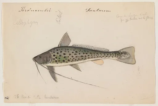 Bolt catfish (Aguarunichthys torosus)