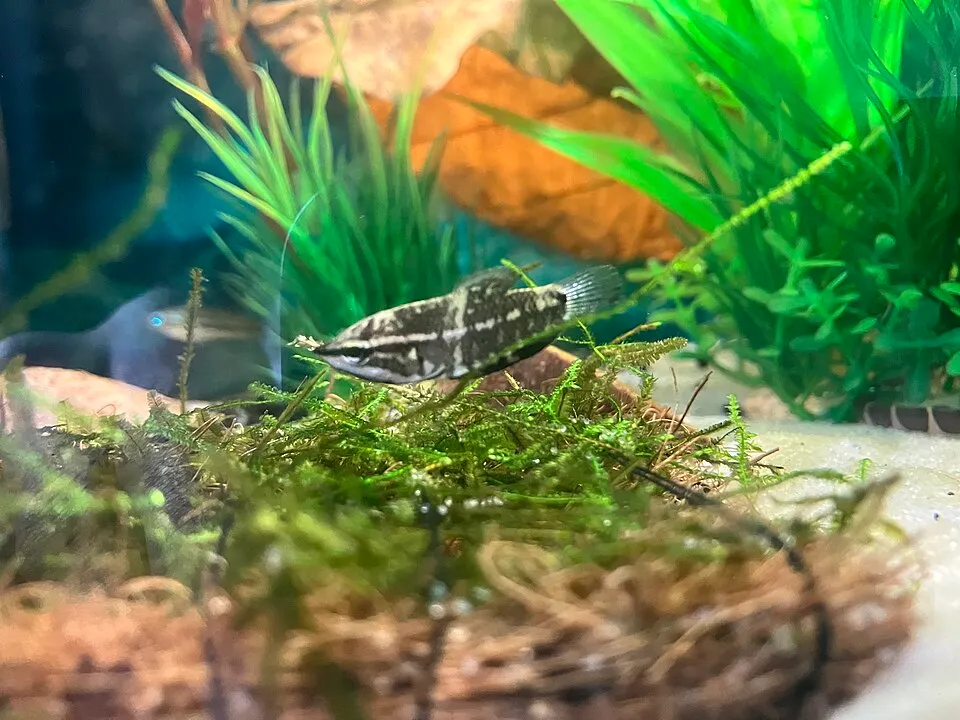 Vaillant's Chocolate Gourami (Sphaerichthys vaillanti)
