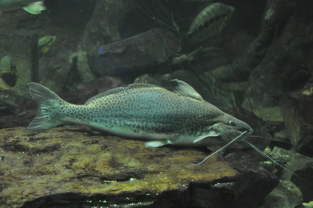 Vulture Catfish (Calophysus macropterus)