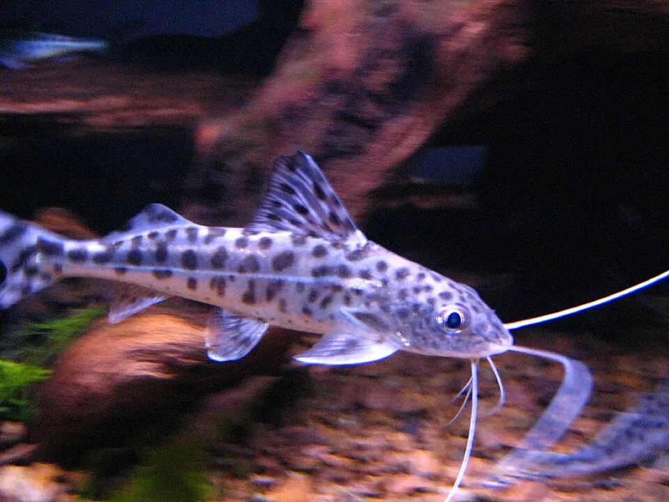 Spotted pimelodus (Pimelodus pictus)