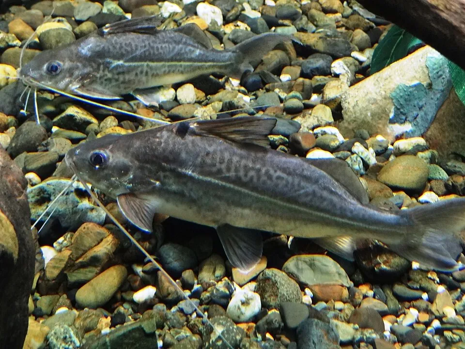 Ornate Pimelodus (Pimelodus ornatus)