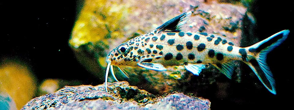 Cuckoo squeaker (Synodontis multipunctatus)