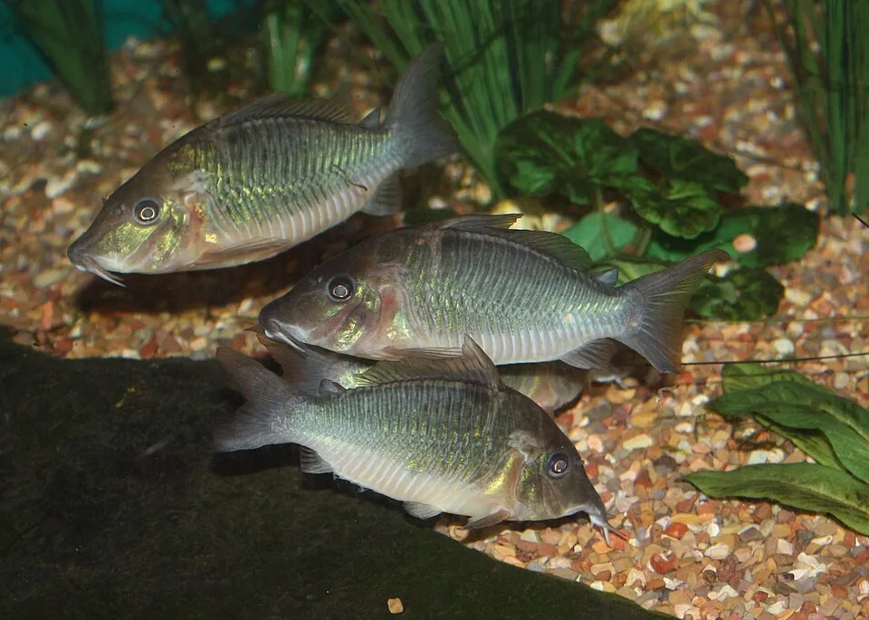 Hognosed brochis (Brochis multiradiatus)