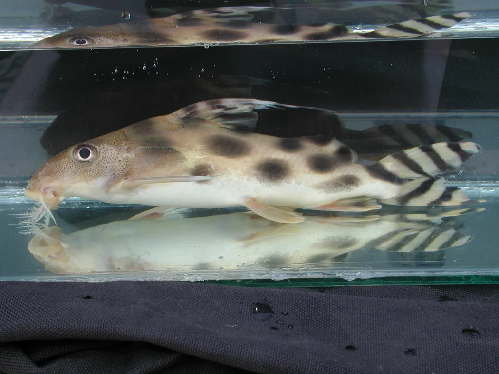 Decorated squeaker (Synodontis decorus)