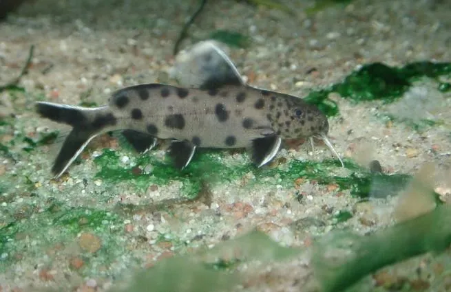 Even-Spotted squeaker (Synodontis petricola)