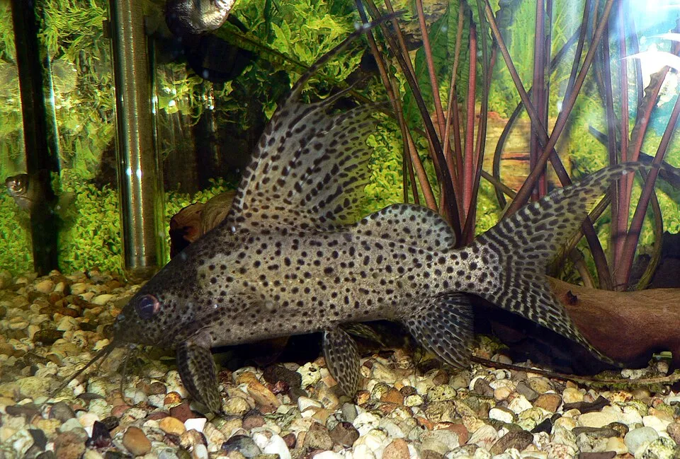 Featherfin squeaker (Synodontis eupterus)