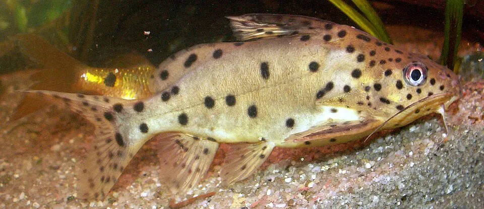 Lake Malawi syno (Synodontis njassae)