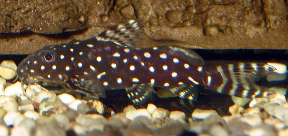 Polka dot syno (Synodontis angelicus)