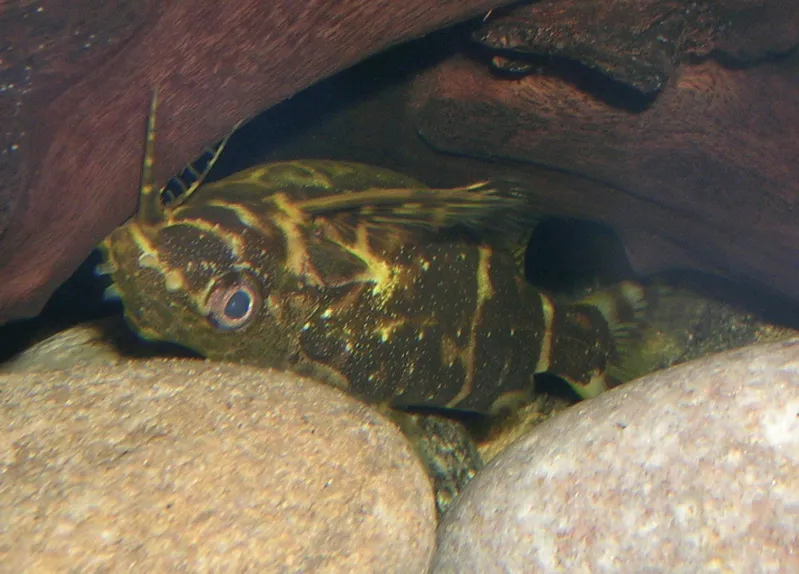 Upside-down catfish (Synodontis nigriventris)