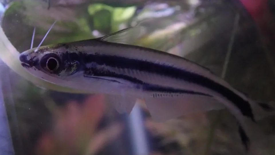Three-striped African catfish (Pareutropius buffei)