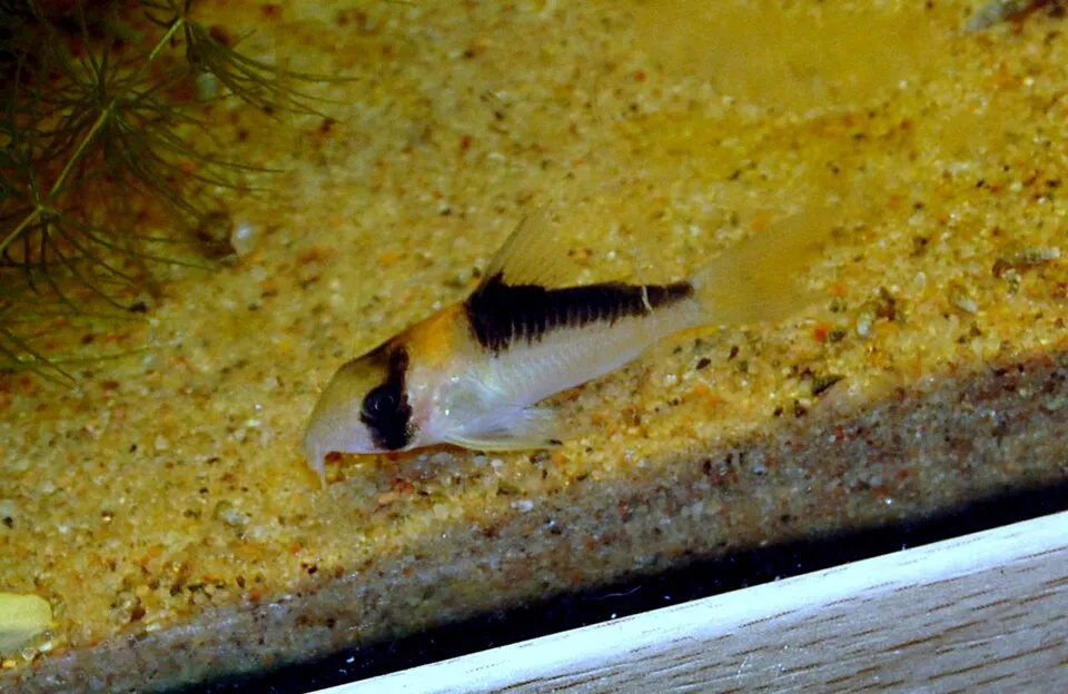 Adolfo's cory (Corydoras adolfoi)