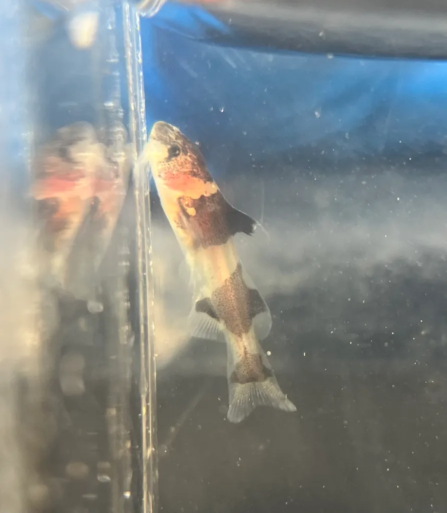Dwarf bumblebee catfish (Pseudomystus leiacanthus)