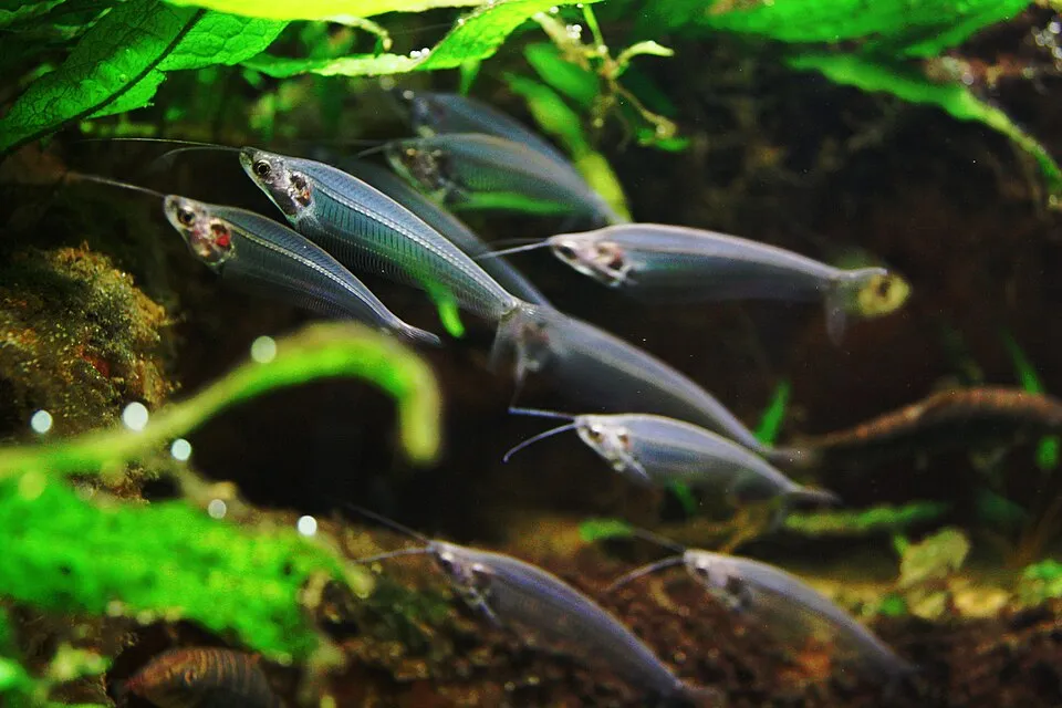 Glass catfish (Kryptopterus vitreolus)