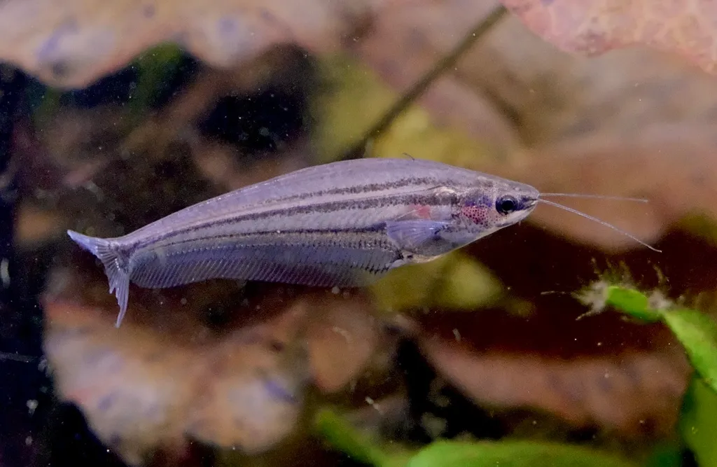 Striped glass catfish (Kryptopterus macrocephalus)