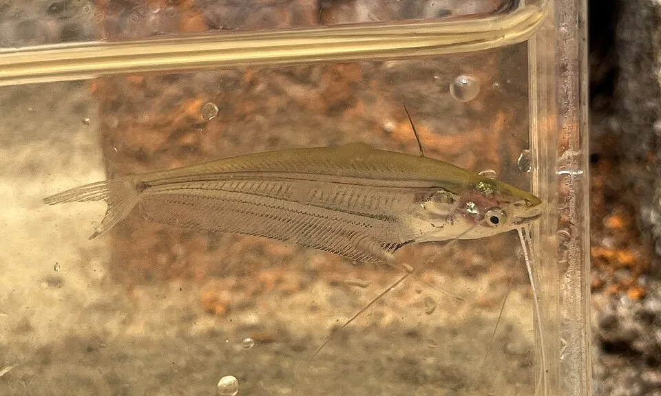 Borneo glass catfish (Ompok eugeneiatus)