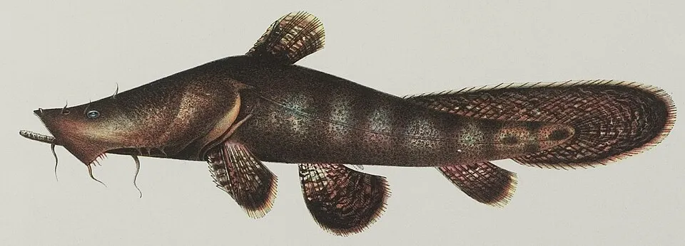 Chocolate frogmouth catfish (Chaca bankanensis)