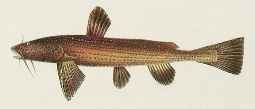 Asian banjo catfish (Acrochordonichthys rugosus)