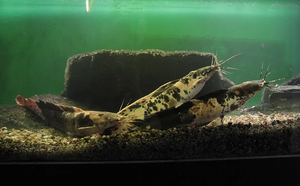 Walking catfish (Clarias batrachus)