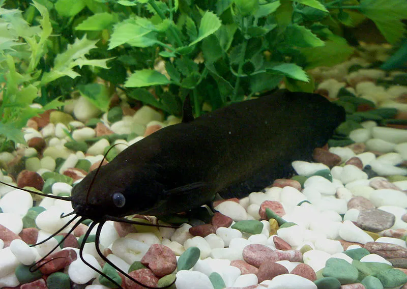 Stinging catfish (Heteropneustes fossilis)