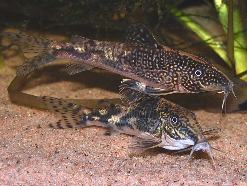 Banded cory (Scleromystax barbatus)