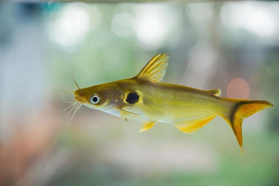 Sun catfish (Horabagrus brachysoma)
