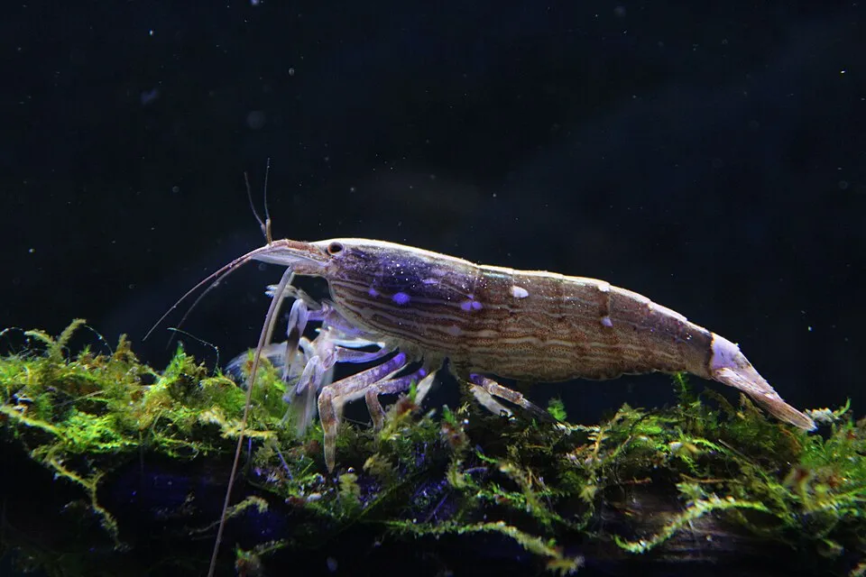 Bamboo Shrimp (Atyopsis moluccensis)