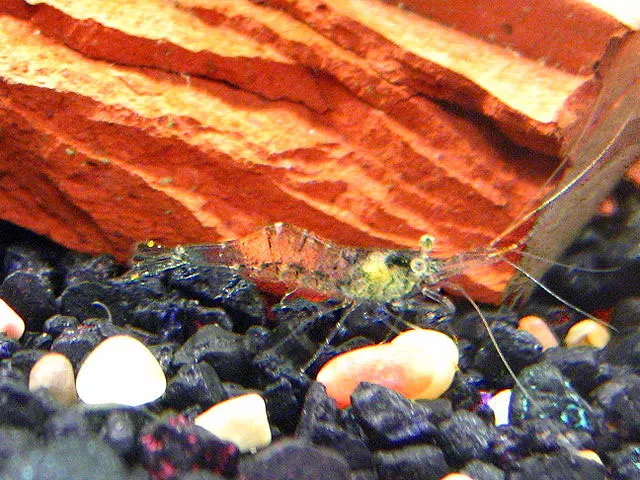 Ghost Shrimp (Palaemon paludosus)