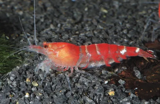 Bee Shrimp (Caridina logemanni)
