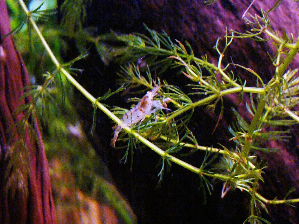 Tiger Shrimp (Caridina mariae)