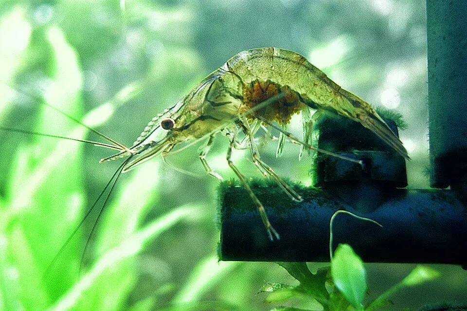 Riceland prawn (Macrobrachium lanchesteri)