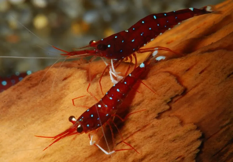 Sulawesi Shrimp (Caridina dennerli)