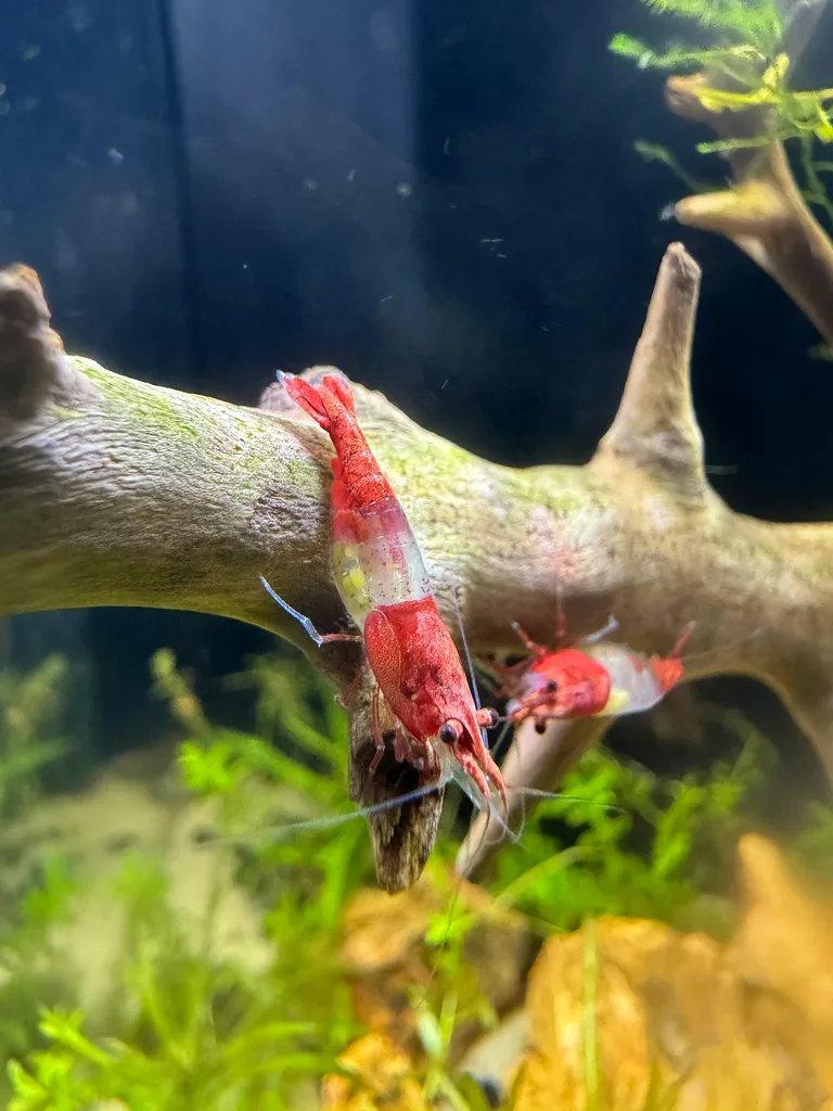 Rili Shrimp (Neocaridina davidi)