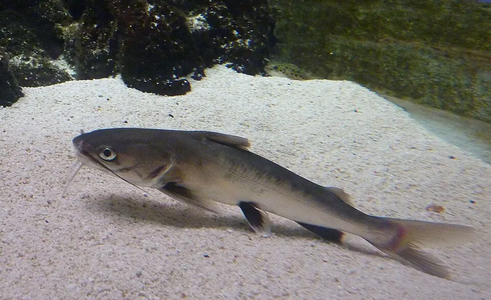 Colombian shark catfish (Ariopsis seemanni)