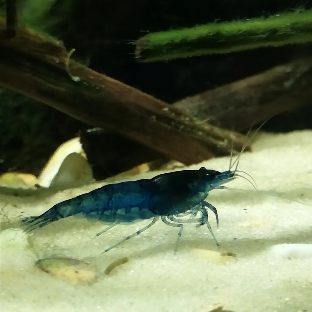 Blue Velvet Shrimp (Neocaridina davidi)
