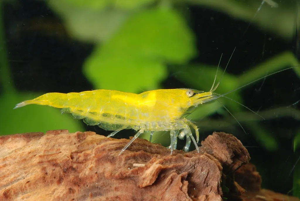 Yellow Neocaridina (Neocaridina davidi)