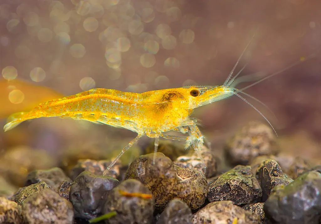 Orange Neocaridina (Neocaridina davidi)