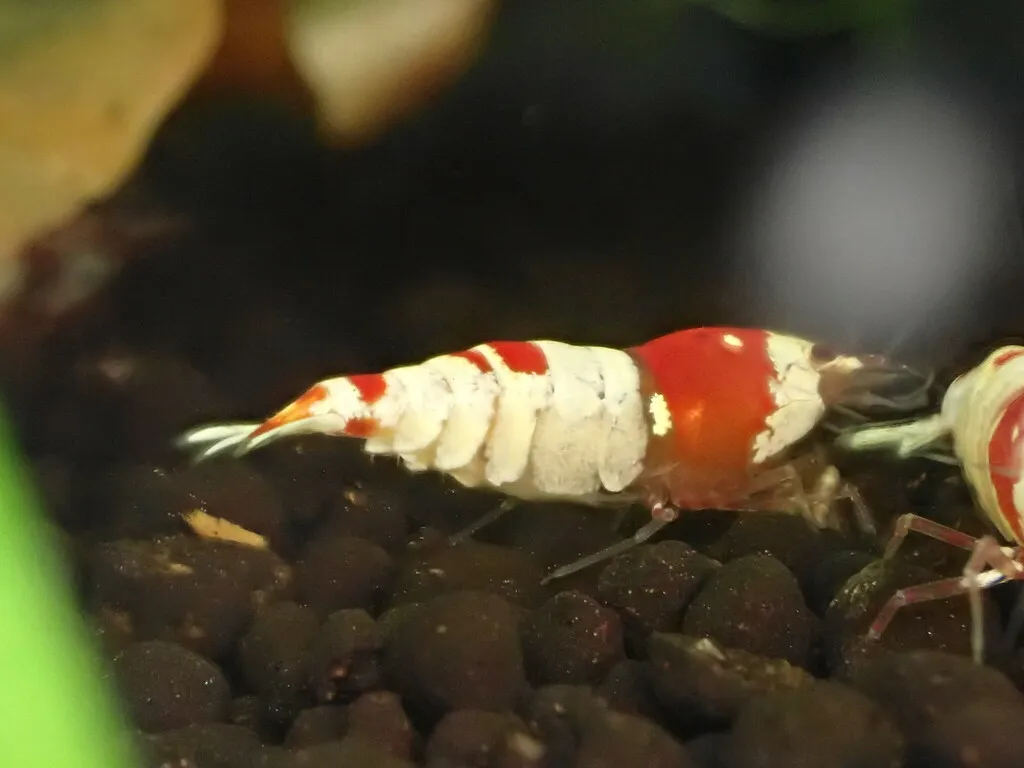 Crystal Red Shrimp (Caridina cantonensis)