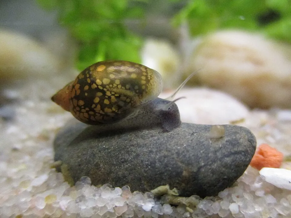 Bladder Snail (Physella acuta)