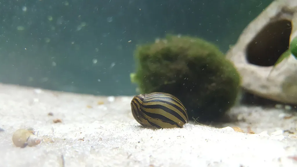 Zebra Nerite (Vittina natalensis)