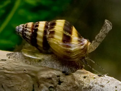Assassin Snail (Anentome helena)