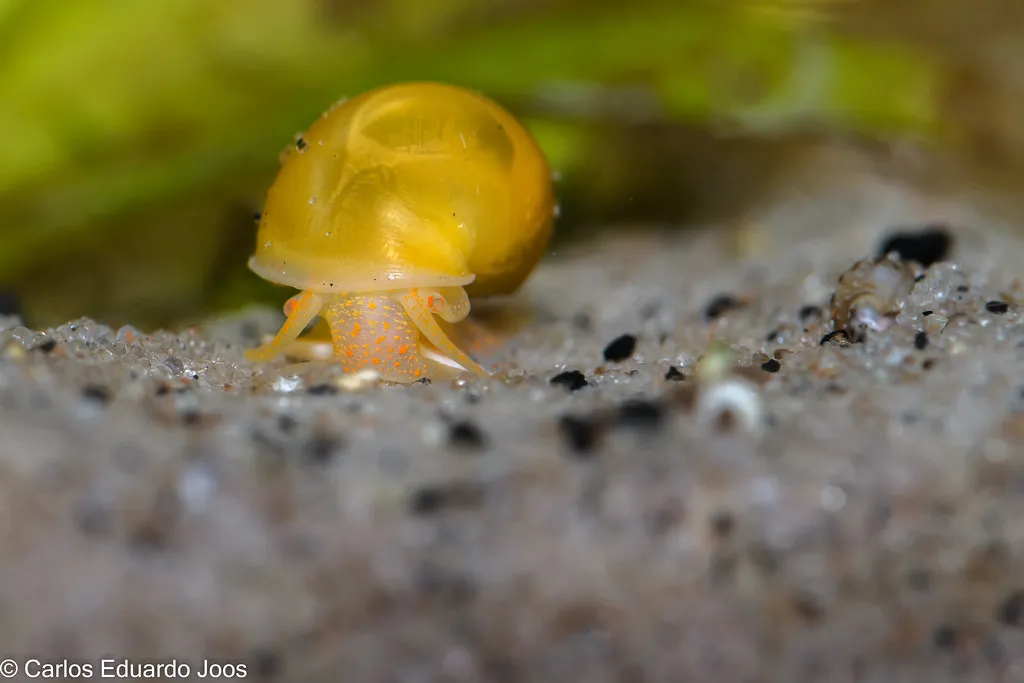 Mystery Snail (Pomacea diffusa)