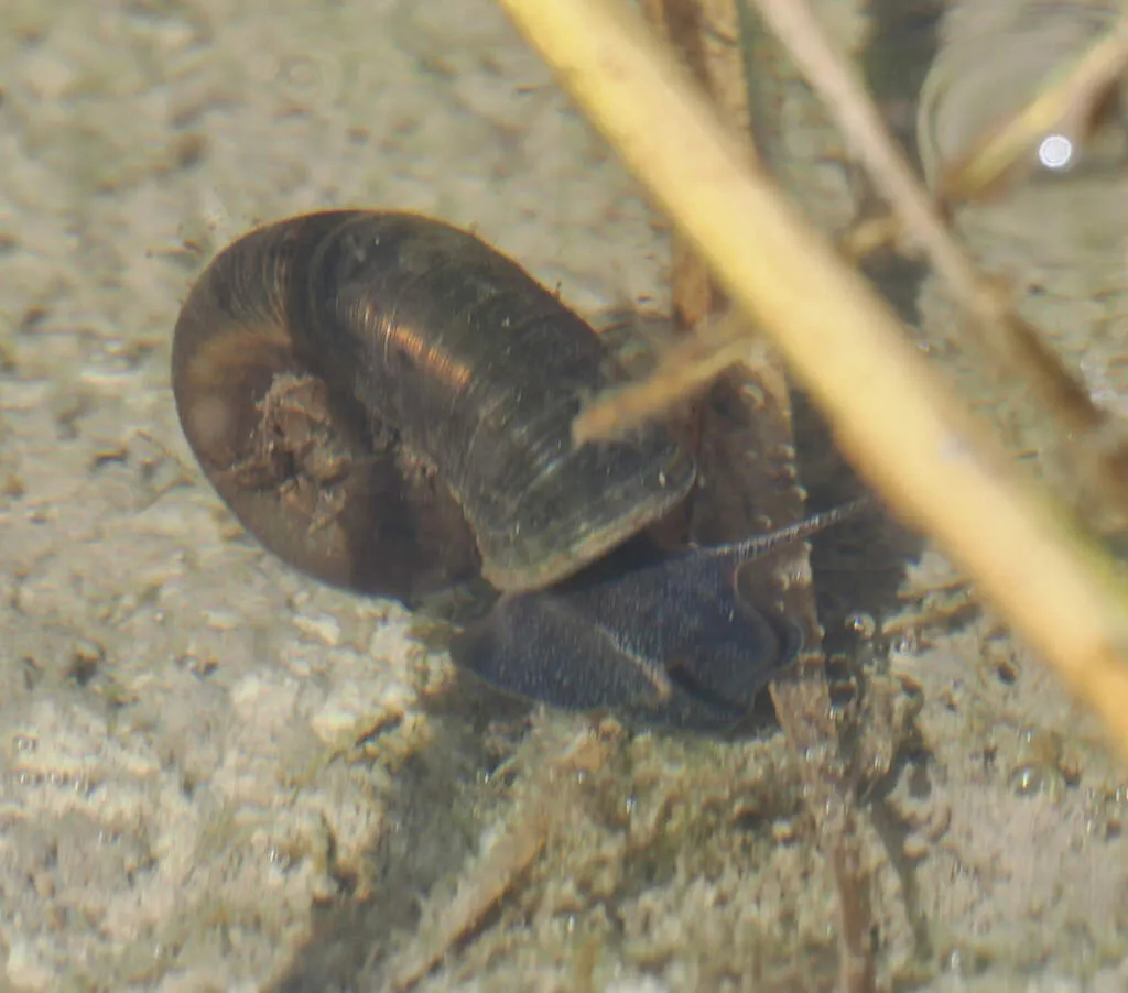 Great Ramshorn (Planorbarius corneus)