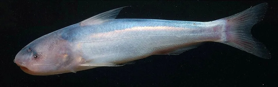 Blue whale catfish (Cetopsis coecutiens)